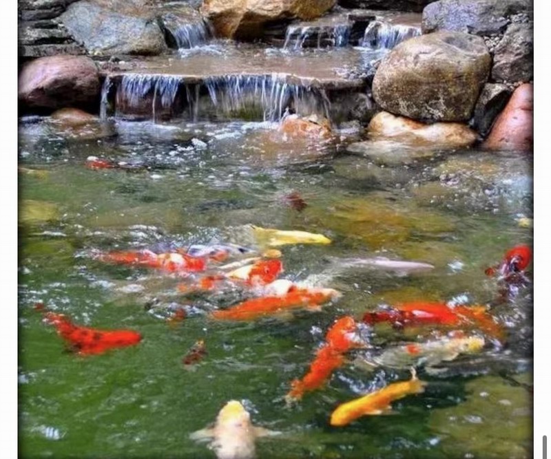 假山鱼池