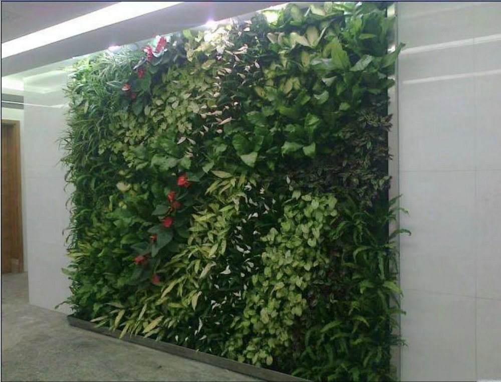 室内植物墙